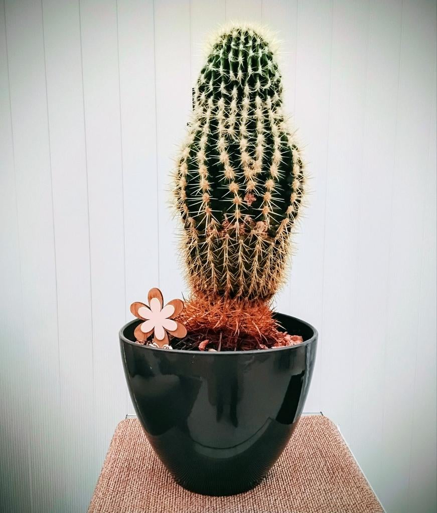 Mooie grote cactus met pot, Huis en Inrichting, Ophalen, Cactus
