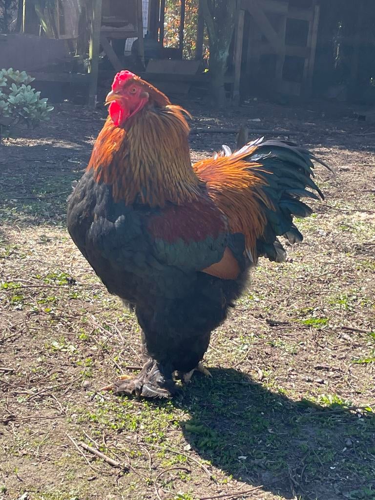 Toom Brahma goudpatrijs, Meerdere dieren, Kip