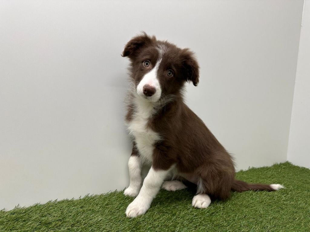 Border Collie pups, België, 8 tot 15 weken, Collie, Parvo
