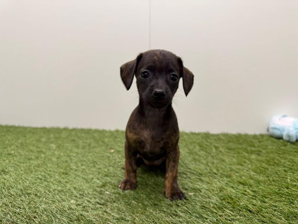 Chiots Croisé Lévrier Italien x Teckel, Plusieurs, Hépatite contagieuse (maladie de Rubarth), Belgique, Plusieurs animaux
