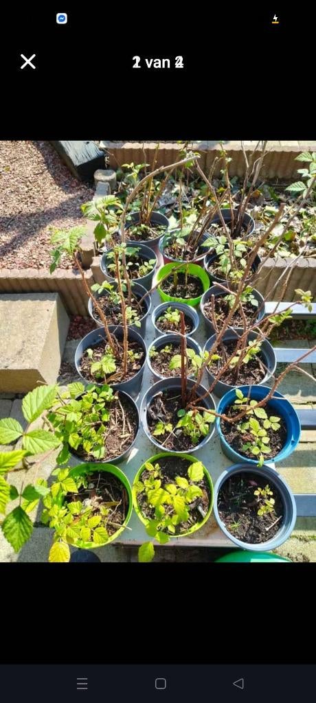 Winterharde frambozen bio, Tuin en Terras, Planten | Tuinplanten, Ophalen