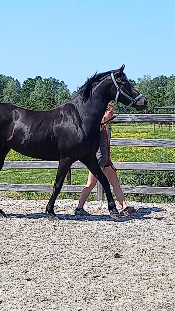 allround merrie, Merrie, L, 7 tot 10 jaar, Met stamboom