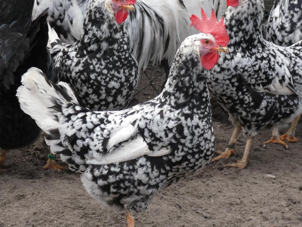 broedeieren zwarte en bonte leghorn, Dieren en Toebehoren, Pluimvee