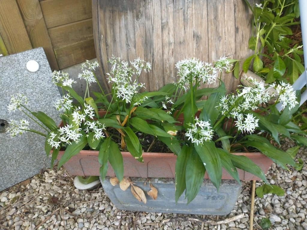 daslook - berelook -allium ursinum, Ophalen, Lente, Overige soorten, Halfschaduw