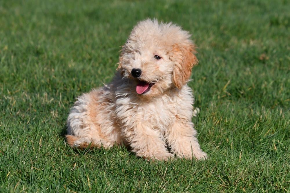 Dwergpoedel pups te koop, Poedel, 15 weken tot 1 jaar, Buitenland, Parvo