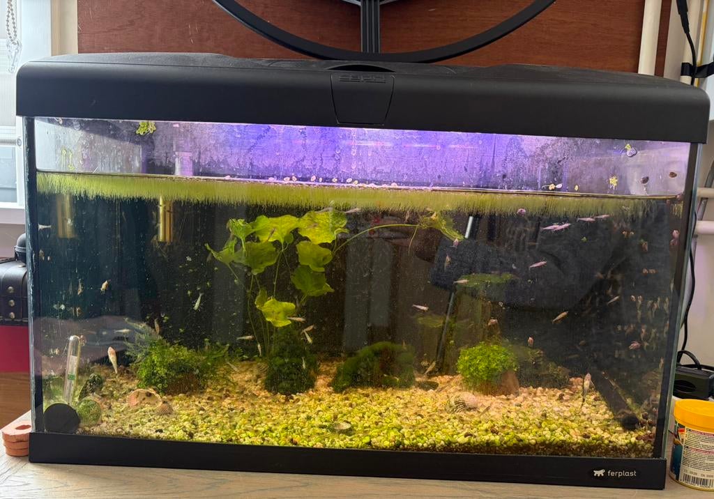 Aquarium Capri 60 x 30 x 40 inclusief garnalen, Animaux & Accessoires, Enlèvement, Utilisé, Aquarium d'eau douce rempli