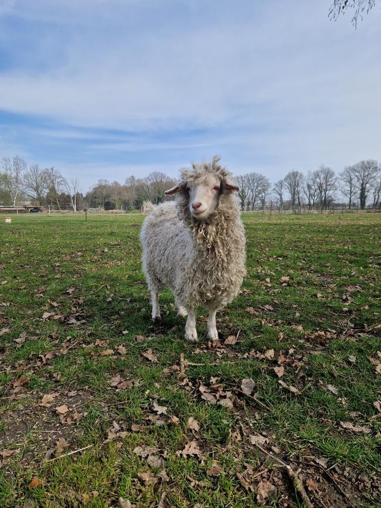 Gezocht: angora bok, Mannelijk, Geit