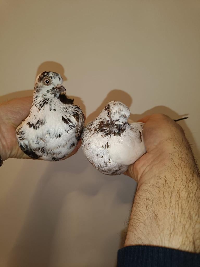 Portugese tuimelaars koppel 1+2, Dieren en Toebehoren, Vogels | Duiven, Meerdere dieren, Tuimelaar of Roller