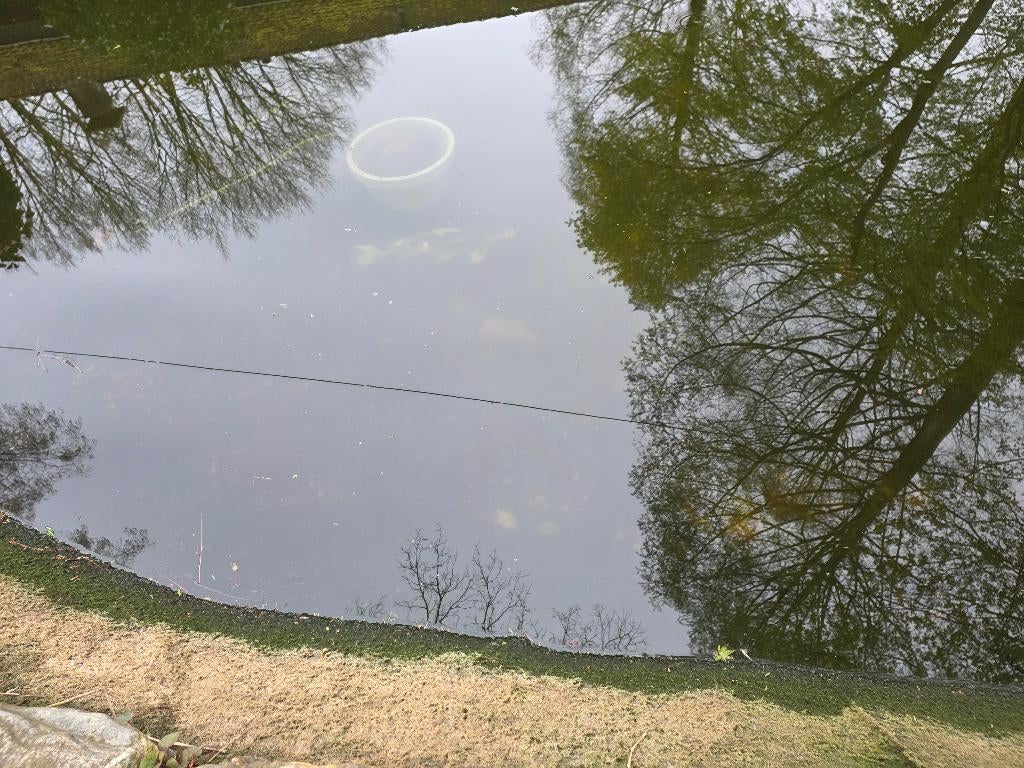 Koi karper, Dieren en Toebehoren, Karper of Koi