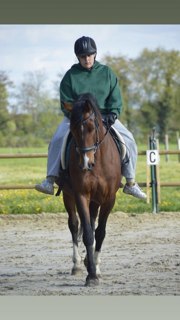 verzorgpaard/ halve stal gezocht., Meerdere dieren, Springpaard