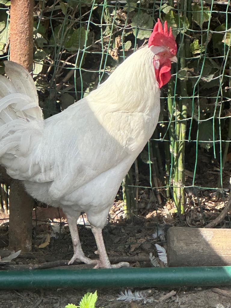 Leghorn Haan, Dieren en Toebehoren, Pluimvee, Mannelijk, Kip