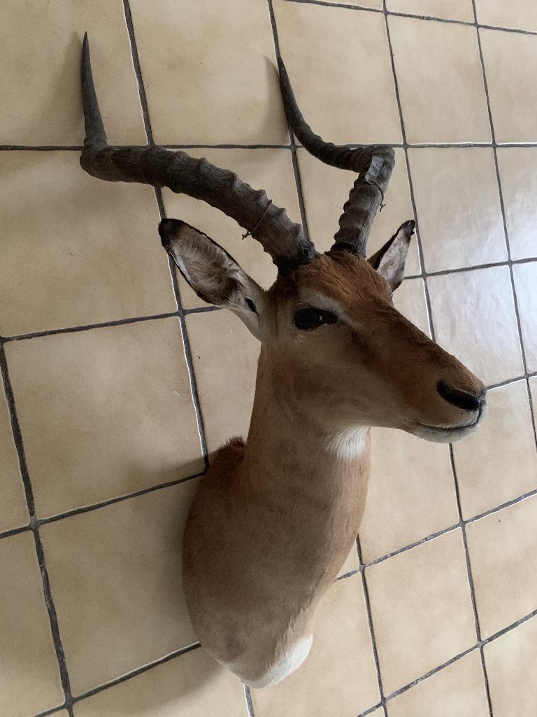 Animal d'Afrique Impala naturalisé/empaillé, Enlèvement, Utilisé, Animal sauvage, Animal empaillé