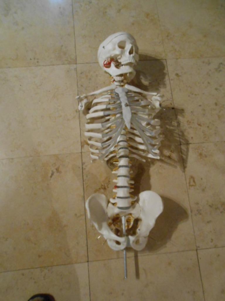 skelet anatomie kunststof - 90 cm, Ophalen of Verzenden, Gebruikt