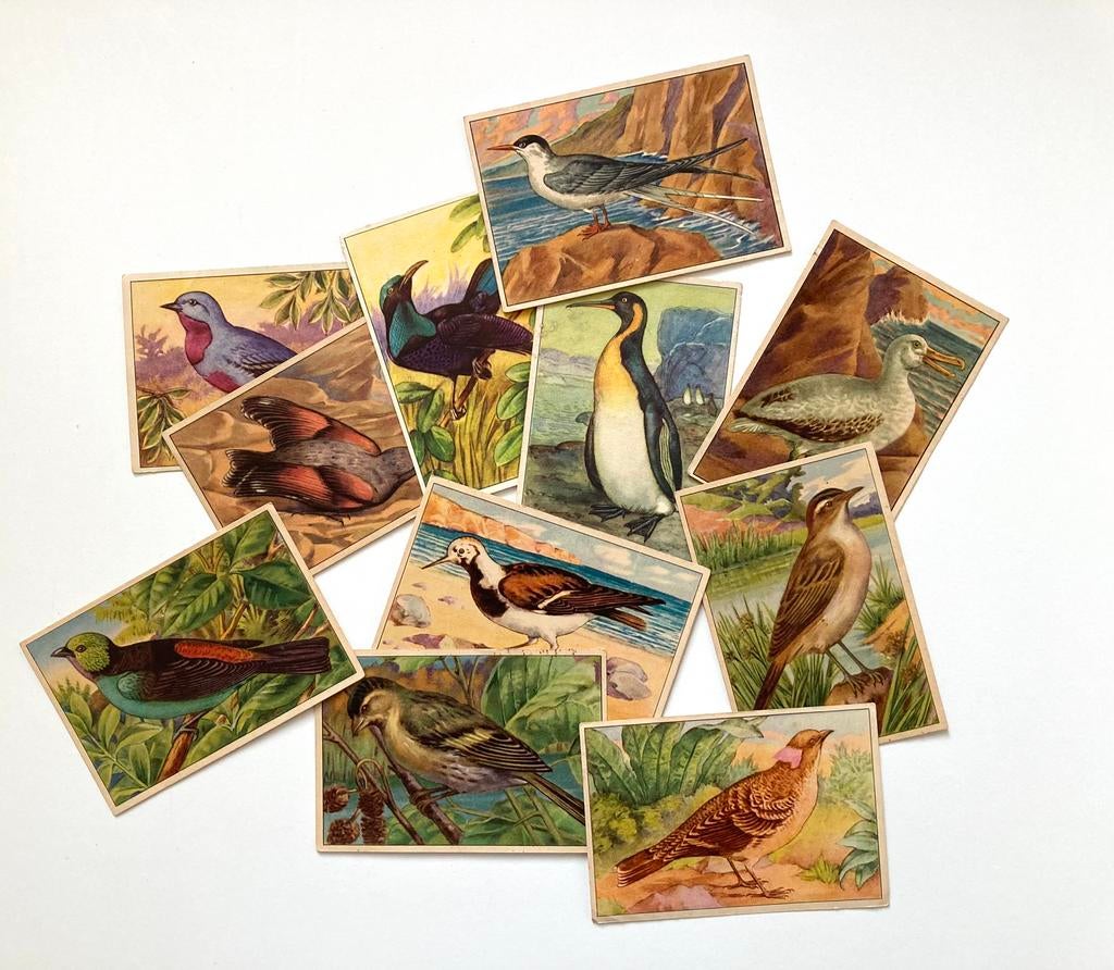 lot chromo’s cichorei chicorée Vincart & Verburgh Roeselare, Verzamelen, Ophalen of Verzenden, Foto