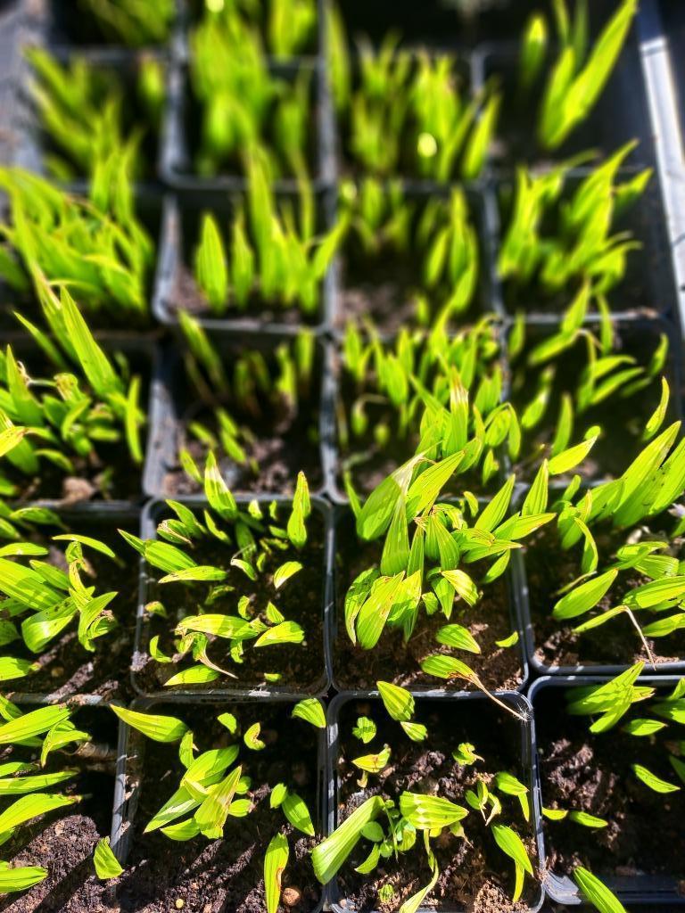 Palmiers de départ, rustiques +/- 20 par pot, 0,5 euro chacu, Jardin & Terrasse, Enlèvement, Plante fixe, Autres espèces