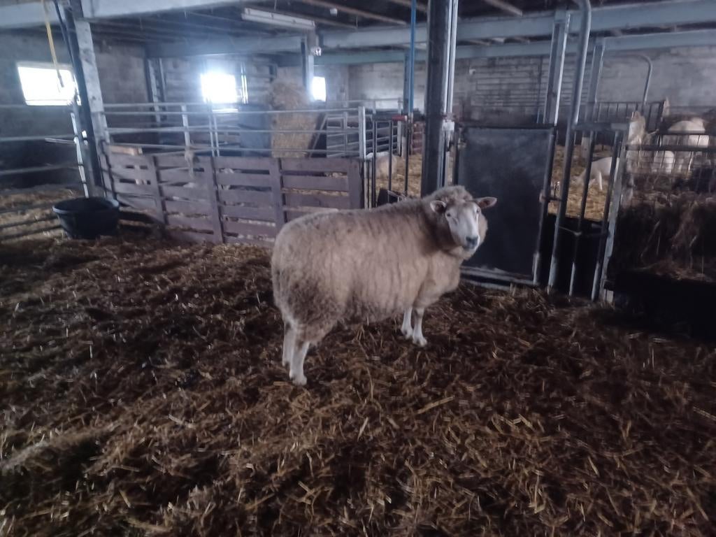 Schaap Drachtige ooi tekoop, Dieren en Toebehoren, Schaap