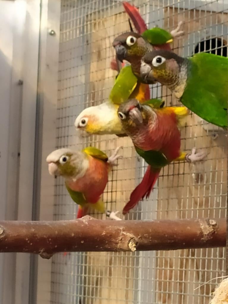 Pyrhurras te koop. Hypoxanta wildkleur en cinnamon, Dieren en Toebehoren