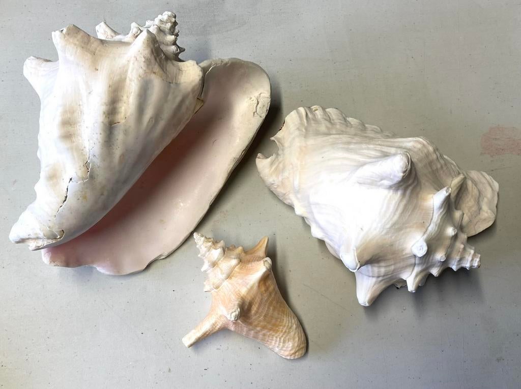 Drie conch schelpen Florida, Ophalen of Verzenden