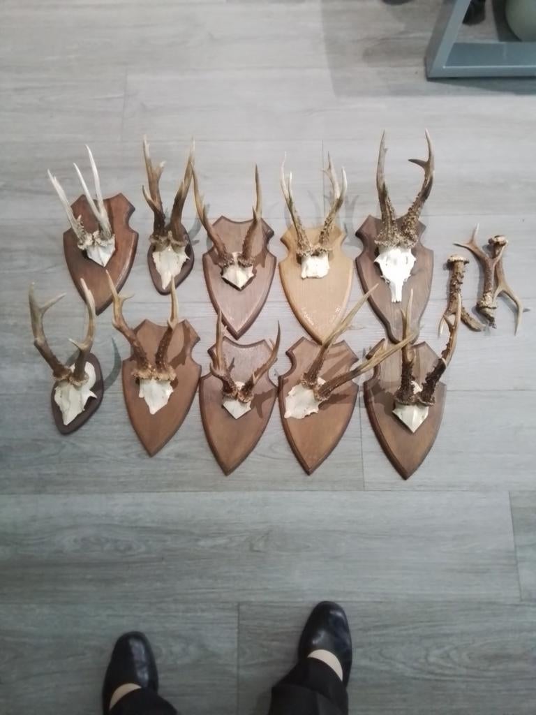 Trophées  de chevreuils, Enlèvement