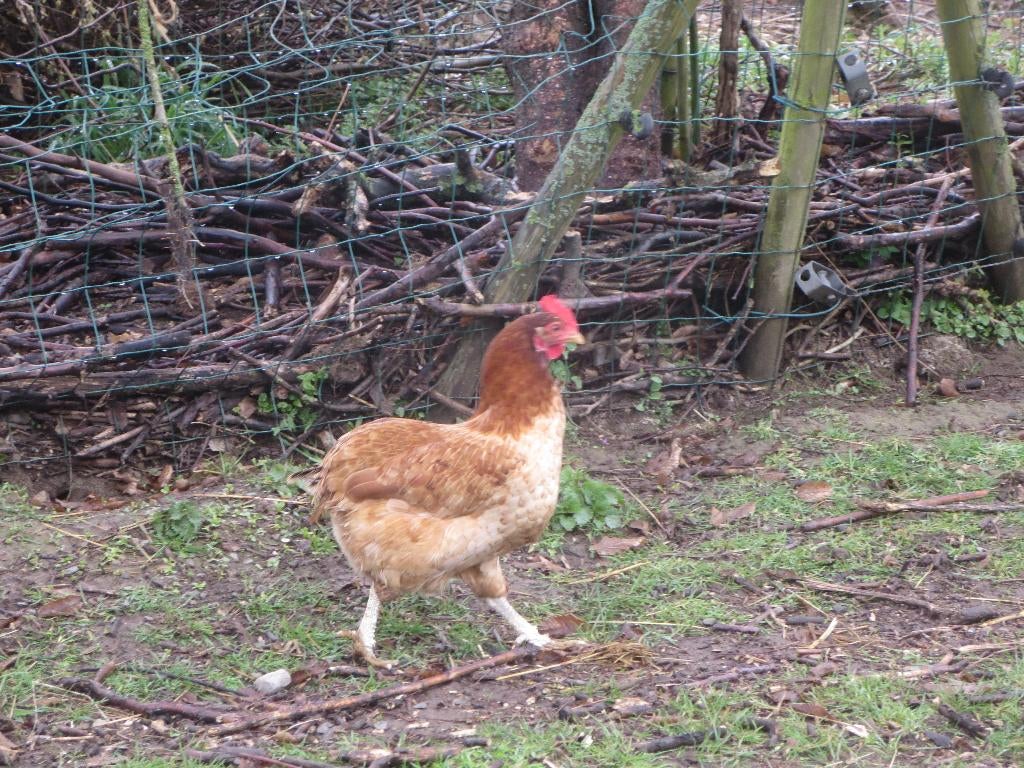 Araucana-kip, Dieren en Toebehoren, Pluimvee