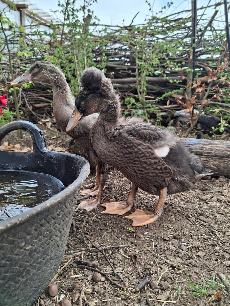 Leuke loop eend met kuif te koop (mannetje/woerd), Dieren en Toebehoren, Pluimvee, Eend
