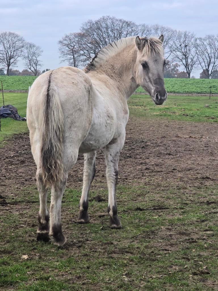 Jument de fjord savante et acclamée âgée de 4,5 ans, Animaux & Accessoires, Poneys, Plusieurs animaux, Avec pedigree