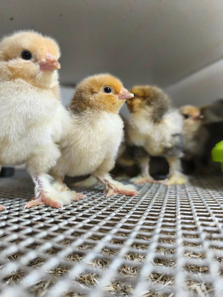 Poussins de Pâques Brahma Grouse, Animaux & Accessoires, Volatiles