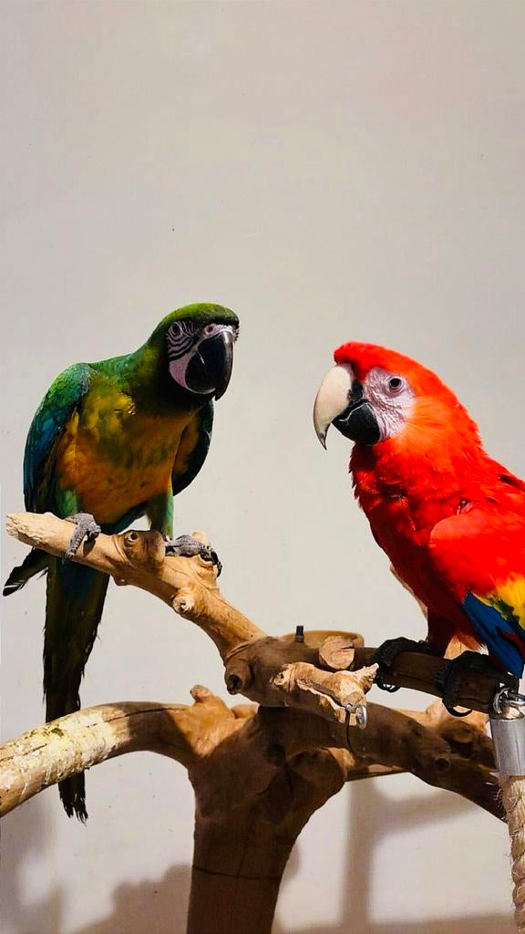 Koppel Ara’s (geelvleugel&miligold), Plusieurs animaux, Perroquet, Parleur