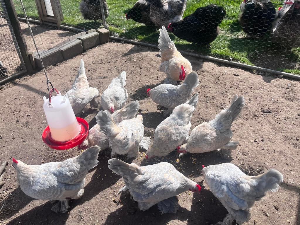 Broedeieren Sabelpootkriel - Isabel porselein, Dieren en Toebehoren, Pluimvee, Geslacht onbekend, Kip