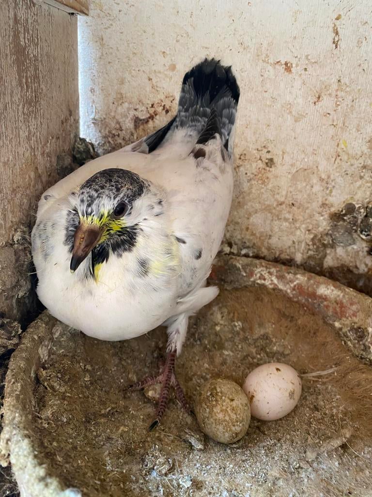 Jong 2026, Dieren en Toebehoren, Vogels | Duiven, Geslacht onbekend, Postduif