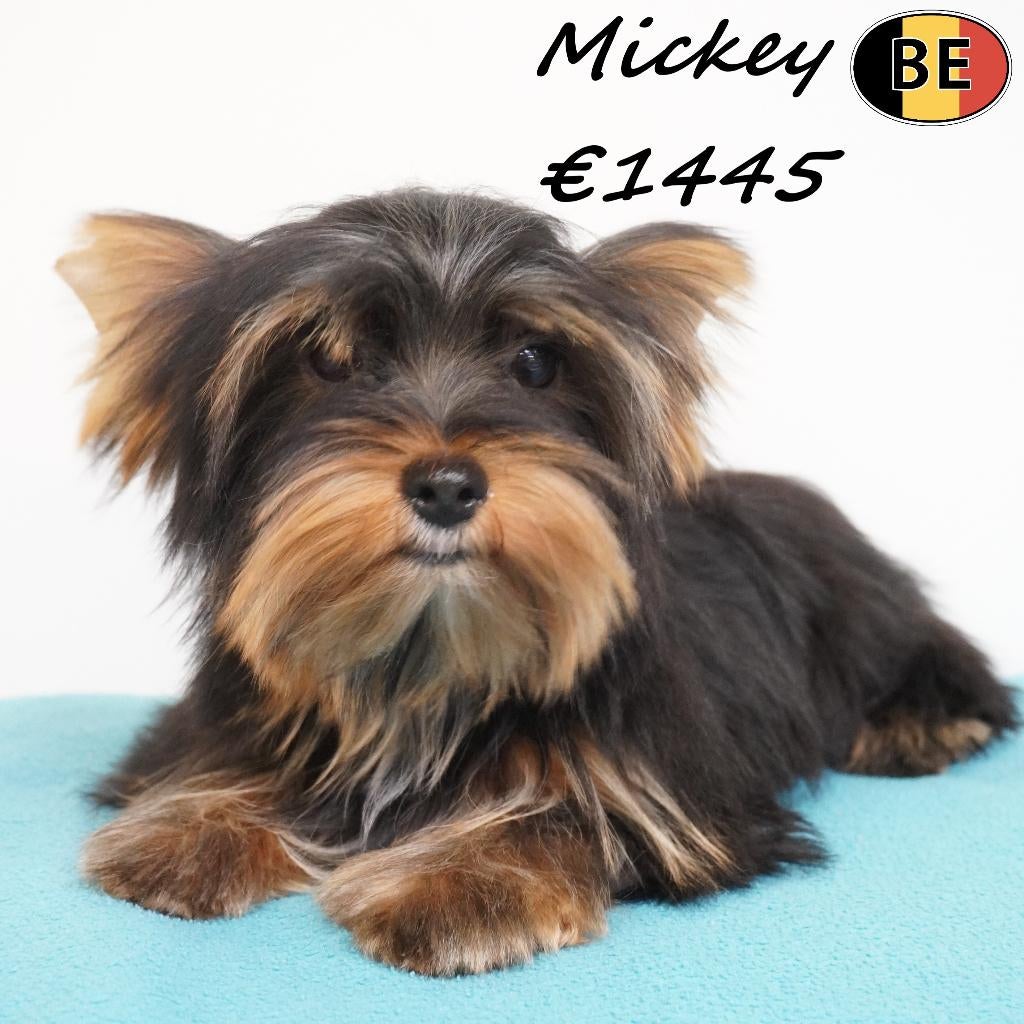 Yorkshire Terriër reutjes, Mickey, Marlo & Marty - te koop, Dieren en Toebehoren, België, 15 weken tot 1 jaar, Meerdere, Parvo