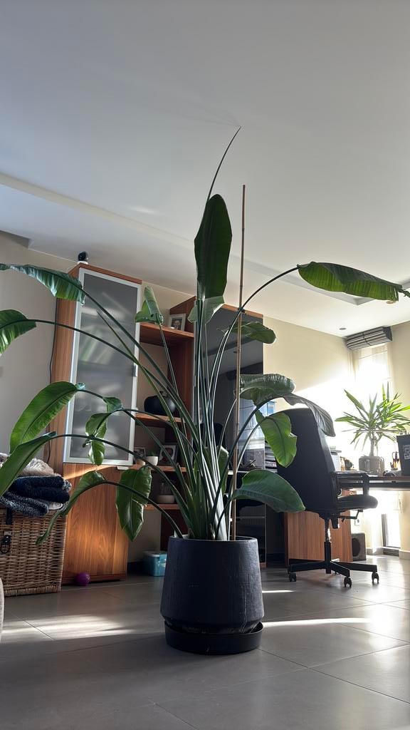 Strelitzia nicolai plant, Maison & Meubles, Autres espèces, En pot, Plein soleil, Enlèvement