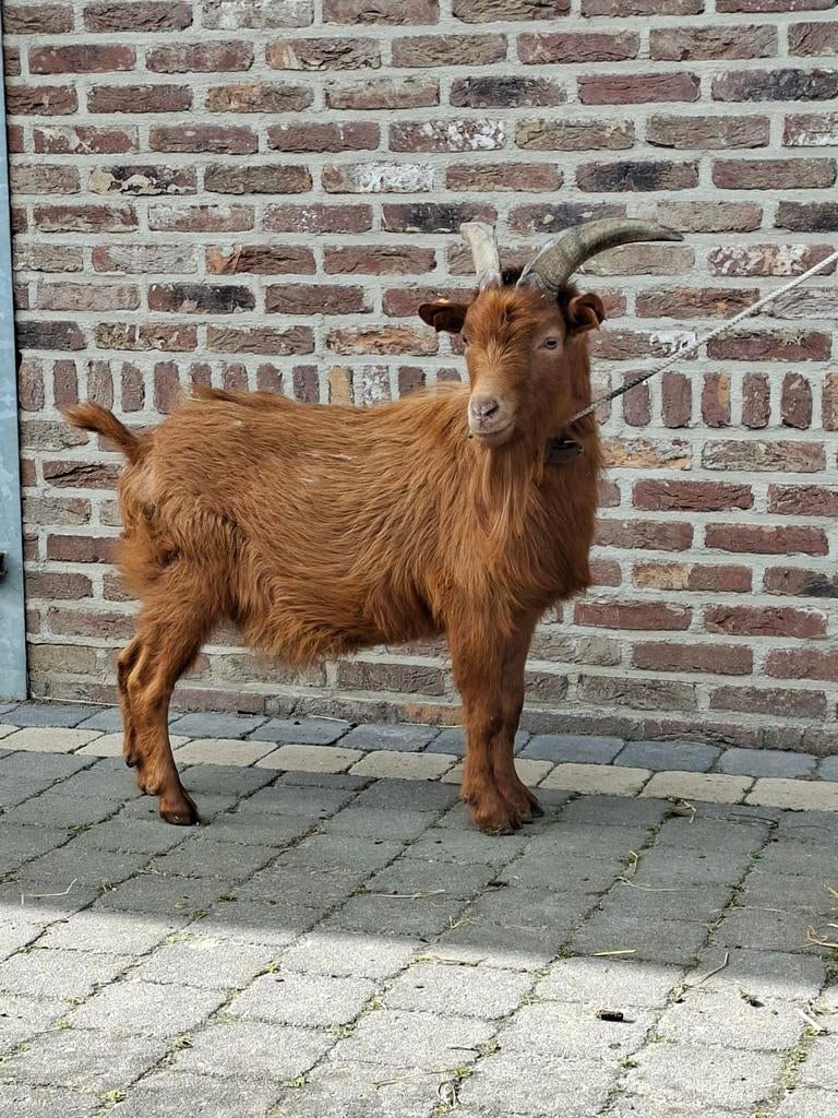 Dwerggeit, bok, abrikoos., Dieren en Toebehoren
