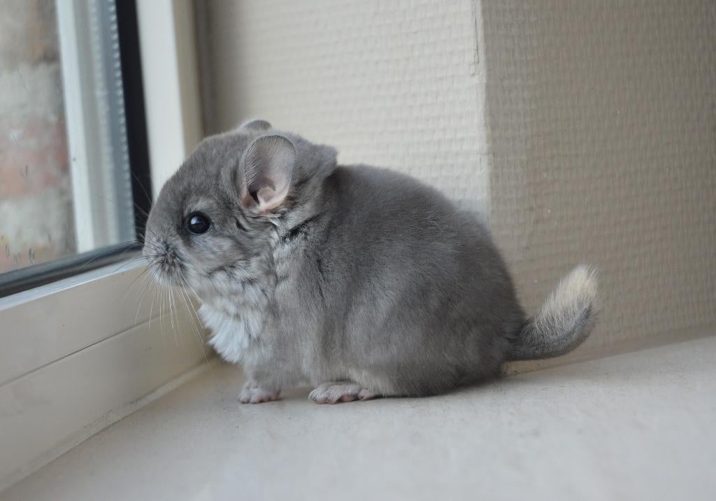 chinchilla bokjes, Dieren en Toebehoren, Knaagdieren, Mannelijk, Chinchilla, Februari