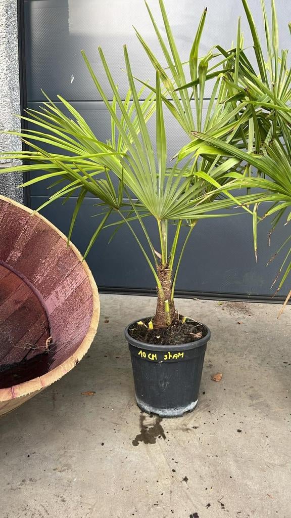 ‼️palmbomen trachycarpus fortunei aan promoprijzen‼️, Tuin en Terras, Ophalen