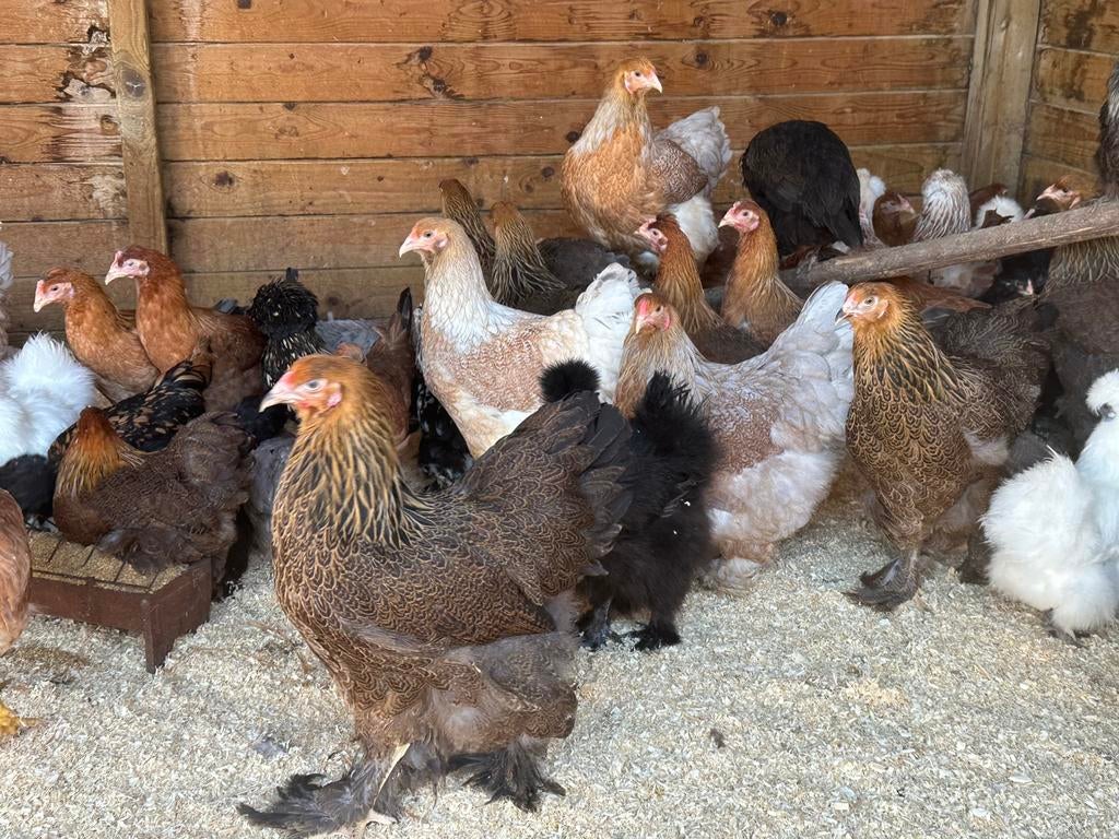 Zeer mooie brahma kippen, Dieren en Toebehoren, Pluimvee