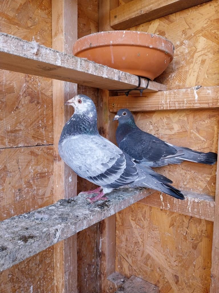 Mooie koppel postduiven (15€per stuk)