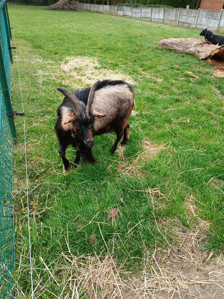 Geiten, Dieren en Toebehoren, Schapen, Geiten en Varkens, Mannelijk, Geit
