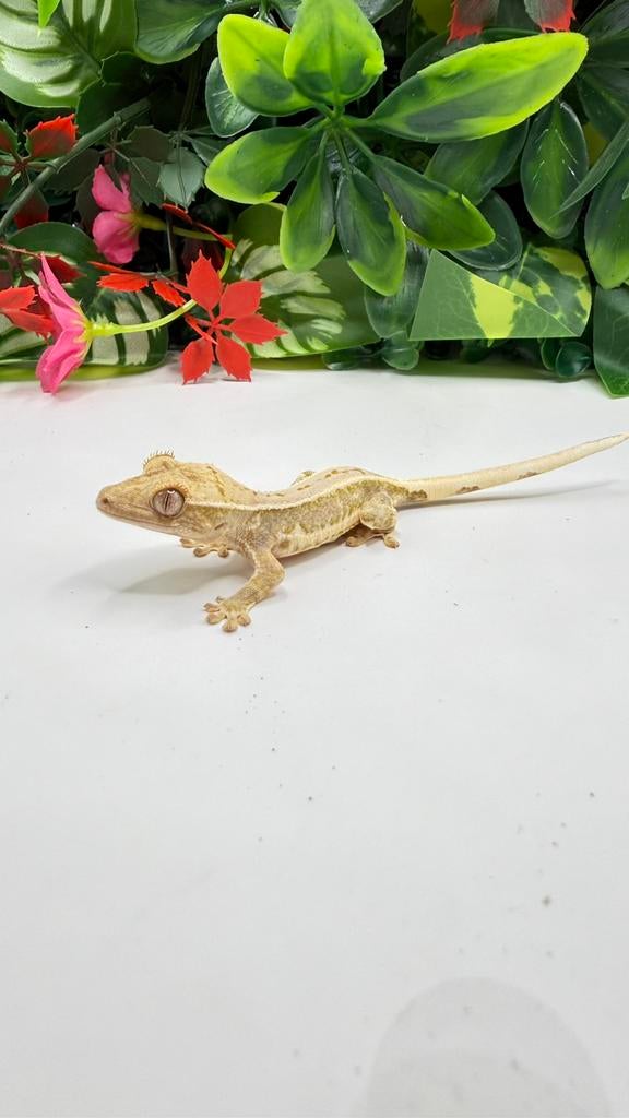 Gekko, een kuifwimpergekko, Dieren en Toebehoren, Reptielen en Amfibieën