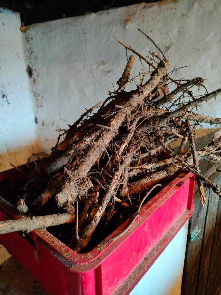 aanmaakhout, Tuin en Terras, Minder dan 3 m³, Ophalen, Overige houtsoorten, Takken