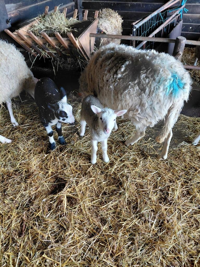Lammetjes te koop, Dieren en Toebehoren, Schapen, Geiten en Varkens