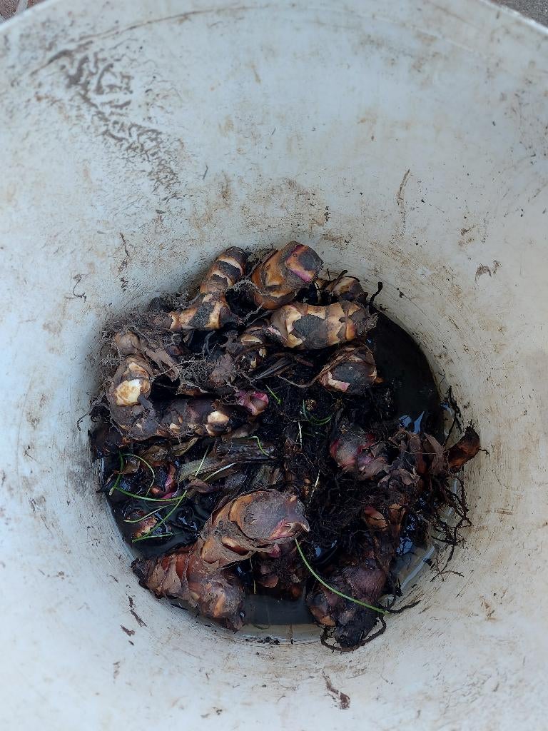 Rode canna's knollen, Jardin & Terrasse, Enlèvement, Été, Annuelle, Autres espèces