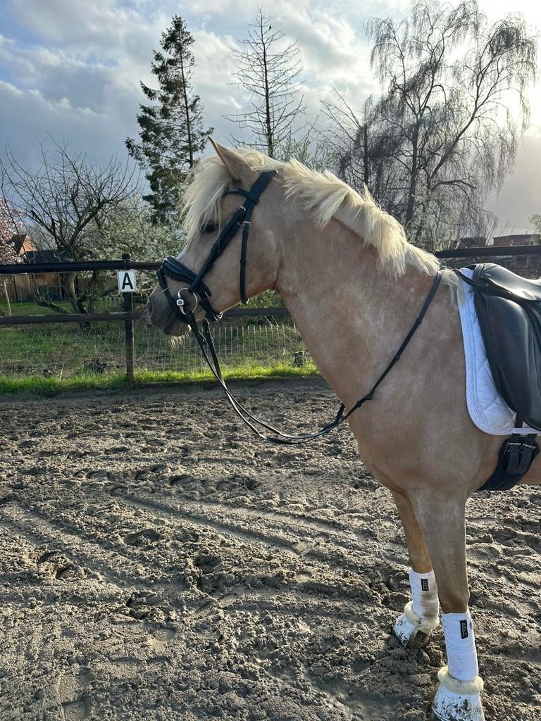 Prachtige 3,5jarige palomino Dpony, Dieren en Toebehoren, Pony's, Merrie, 3 tot 6 jaar, D pony (1.37m tot 1.48m), Met stamboom
