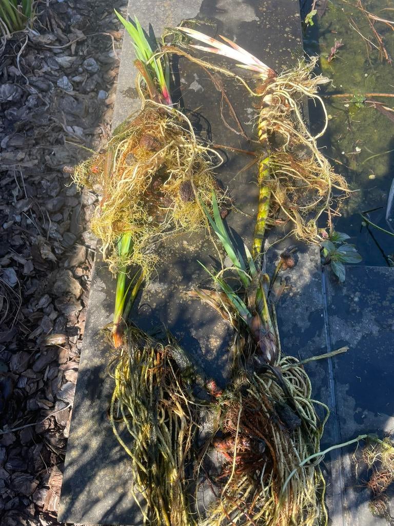 Gratis vijver planten, Ophalen, Zo goed als nieuw