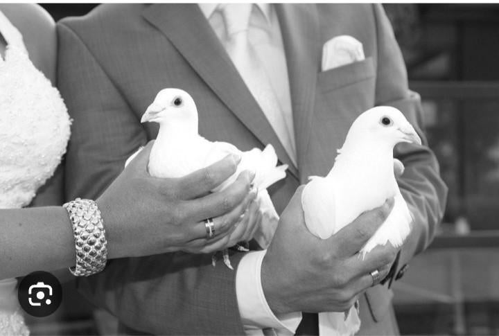 Witte bruidsduiven, Meerdere dieren, Postduif