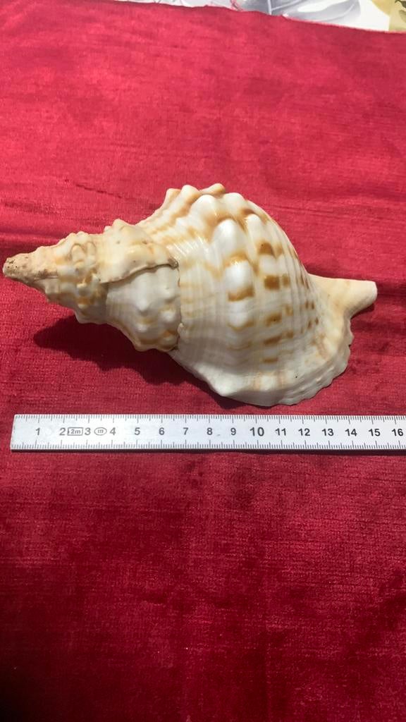Coquillage trompette de Triton