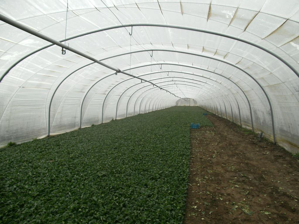 serre, Enlèvement ou Envoi