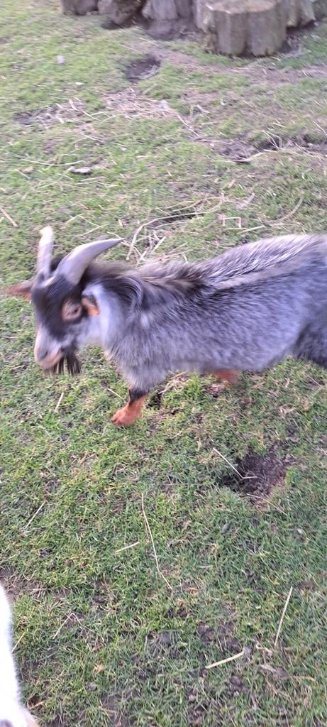 Dwerggeitbokje, Dieren en Toebehoren, Mannelijk, Geit, 0 tot 2 jaar