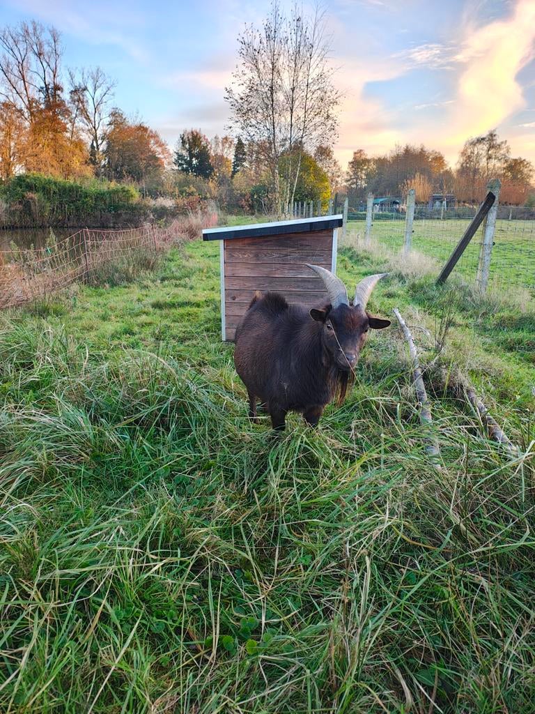 Bok die direct beschikbaar is voor zijn diensten (huren of k, Dieren en Toebehoren