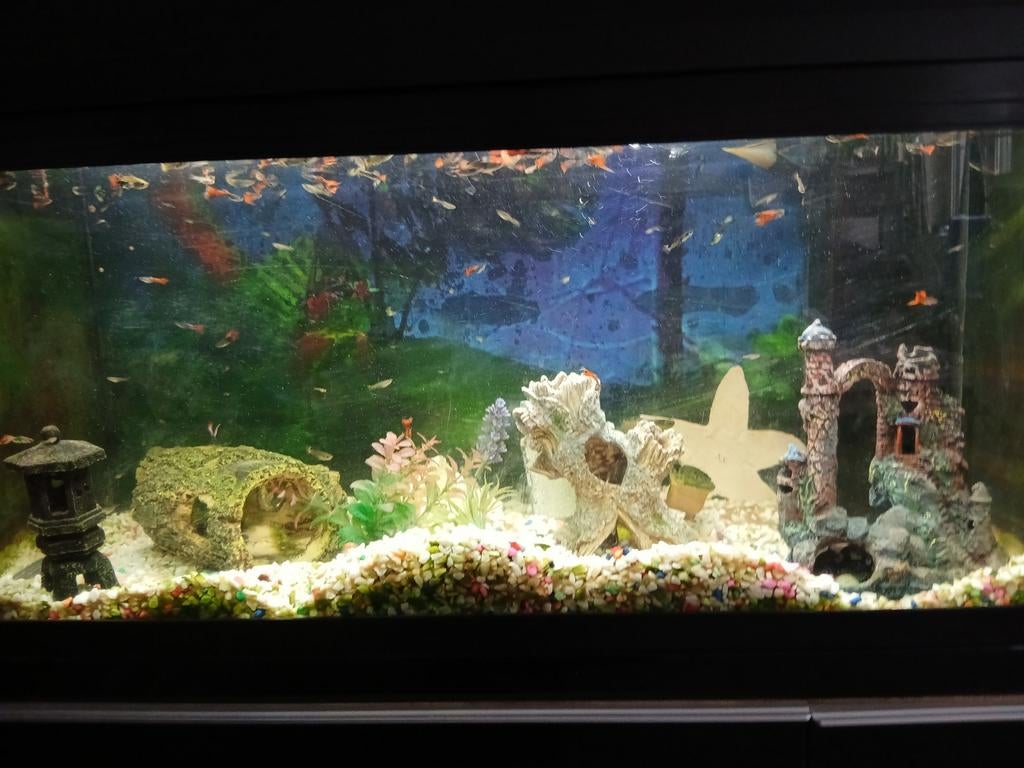 Visjes te koop  en en ook inboedel  voor aquarium  kan apart, Dieren en Toebehoren